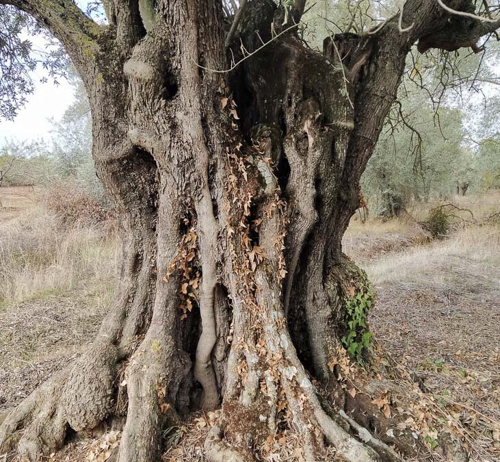 Ruta por los olivos centenarios de la comarca